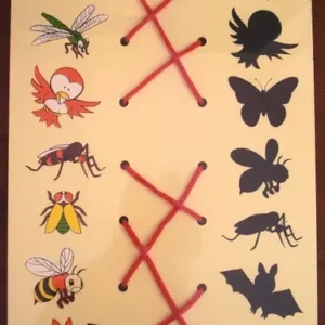 Memasangkan Bayangan Binatang Terbang